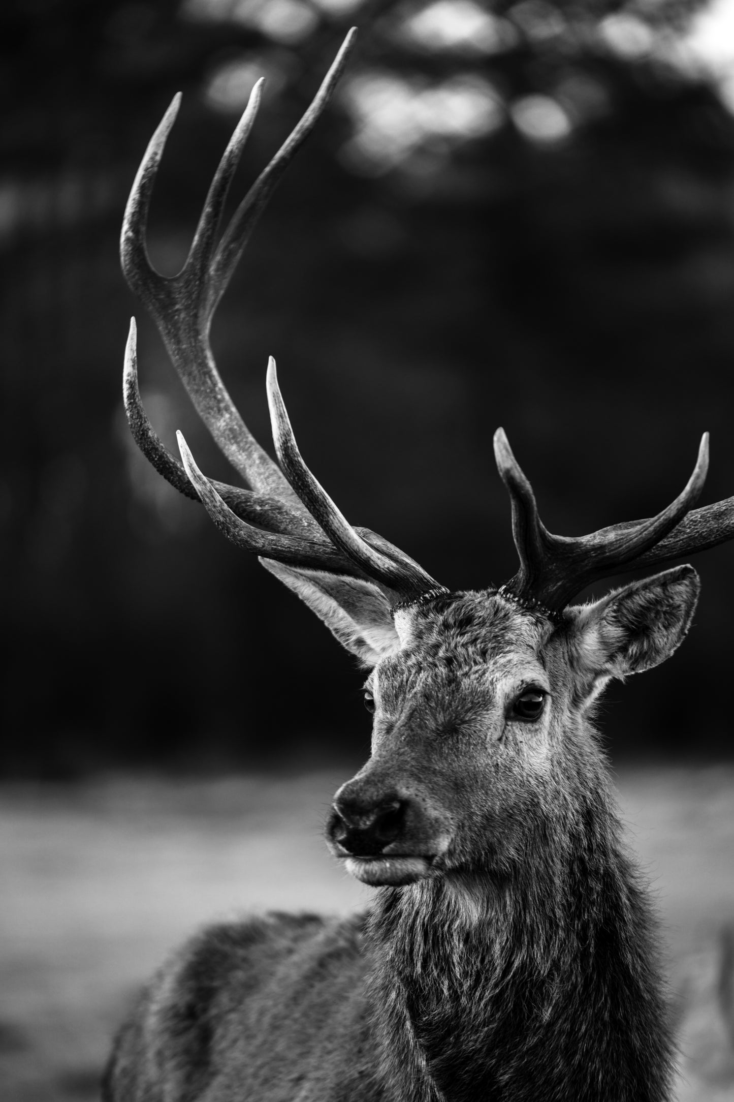 Stag