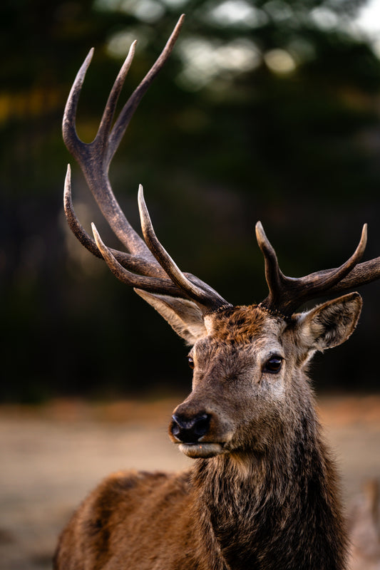 Stag